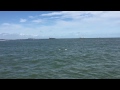 Dolphin Watch - Galveston Harbor