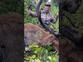 GIANT bull elk at 30 yards, archery spot and stalk