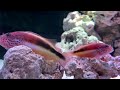 【4K Japan Aquarium】Blackside hawkfish【Subscribe Now】