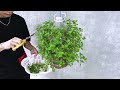 How to grow mint from stem in plastic bottles, Hanging Garden Ideas