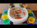 So Amazing Catching Colorful Betta Fish In The River Giant Catfish Ornamental Fish Turtle Bird Chick