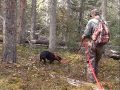 Moose Hunting Techniques