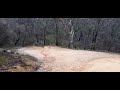 Grey Kangaroos - Blackheath NSW