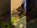 Australian Cattle Dog, Foxy, plays with Mom while she sorts laundry