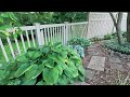 Mid July Garden Tour - Coneflower Beauty and Panicle Hydrangea Cloud flowers! 😍🌸😍