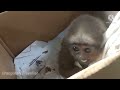 Cute Baby Gibons Crying in the box #gibbo #animalrescue #saveanimal #borneo #natgeo