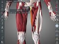 膝の筋肉の基礎解剖を解説してみた