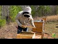 Splitting beehives using the Demaree method | Trying something new this year. #beekeeping #bees