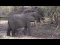 Safari Live : Adorable New Born Male Elephant, only a couple hours old   Amazing   Oct 12, 2016