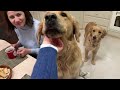 Emotional Dog Reunion with Grandparents After Months Apart! Happiest Dogs Ever!