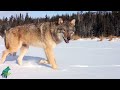 When wolves attack: wolves vs. cameras...a montage of destruction