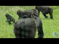 GORILLA BABY TWINS TESTING WHO IS THE STRONGEST