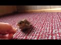 Sammy The Sparrow - Raising A Baby Bird