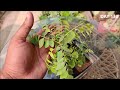 Right Way To Grow Curry Leaf Plant | SEED TO HARVEST