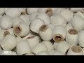 Corn Cob Pipe Legacy - Missouri Meerschaum Company