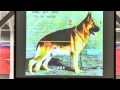 GSDCA2016 BREED STANDARD SEMINAR PART TWO