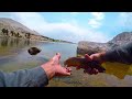 Golden Trout on a Fly Rod at Cottonwood Lake #5 (Eastern Sierra)