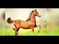 The Incredible Natural Movement of the Saddle Seat Breeds