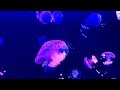 Most Beautiful Fishes From Around The World #shorts #youtubeshorts #fishes