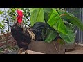 Rooster Calling | 20 Rooster crowing in the morning | Rooster crowing sounds