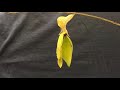 Cloudless Sulphur Pupation and Eclosion Timelapse