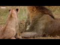 Day In The Life Of A Lion Pride | Little Big Cat | BBC Earth Kids