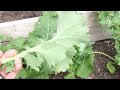 When and How to Harvest Kale