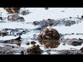 Maryland Animals - The Annual Meeting of the Toads