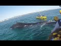 Mother Humpback Stays by Calf While Rescuers Free it From Shark Net