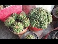 @flowerszoneforeverMy Cactus Collection Autumn 2023
