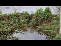 Wilma's Pond and the Beaver Dam