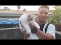 Biggest Exotic Bengal Cat & Persian Cat Cattery in Kolkata | Cats Special Vlog | Bengal Cats