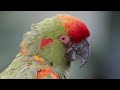 Majestic Kingdom of Birds with Sounds in 4K - Scenic Relaxation Film