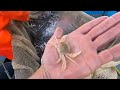 Commercial Sand Eel Trawling - Rays , Sole , Weever Fish , Uk Trawling a Sand Bank