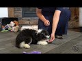 Ian The Bernedoodle Training Update