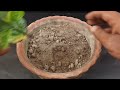 Grow Hibiscus From Leaf - New Method | This method of growing a hibiscus plant with cuttings