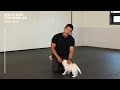 Teaching a Cheerful Westie Who Messes Around [Puppy Education]