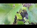 Начало вегетации саженцев винограда 2024г  в Западной Сибири