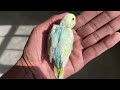 Baby Budgie Growing up