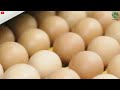 The Hidden Way Of Why The Never Ending Supply Of Eggs Is Maintained