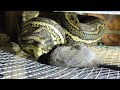 wild python takes freshly killed rat offering