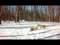 Coyote stalks buck but he isn't having any of it!
