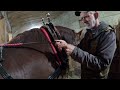 EARL has a Fancy New Harness!! // Fitting a D-Ring Harness #627