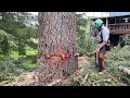 IDIOTS WITH CHAINSAWS!!! My First Tree Job as a Business Owner
