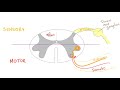 Somatic vs Autonomic Nervous System | Physiology