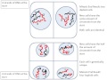 Mitosis vs Meiosis