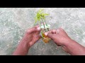 How To Grow Mango Tree From Cutting Very Unique Techniques | Propagate Mango tree from cutting