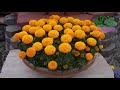 How to grow marigold / Tagetes in pots at home full update