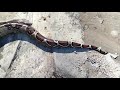 Red tail and common boa outdoor exercise