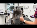 Miniature Schnauzer Grooming - Modified Breed Standard Pet Trim - How To Groom Video